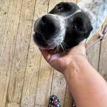 Thumbnail photo of Ruby #2  #4