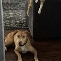 Thumbnail photo of Jazz #2