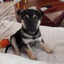 Thumbnail photo of Chi #2