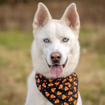 Thumbnail photo of Goose #1