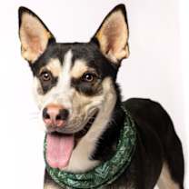 Thumbnail photo of Winston #1