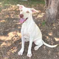 Thumbnail photo of Kylie 25-11-099 #3