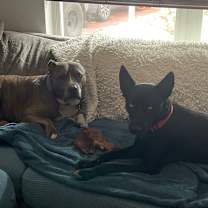 Thumbnail photo of Aurora #2