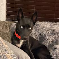 Thumbnail photo of Aurora #3