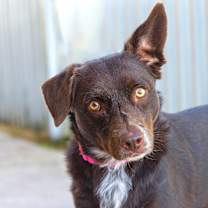 Thumbnail photo of LuLu #1