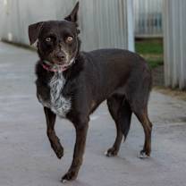 Thumbnail photo of LuLu #3