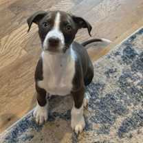 Thumbnail photo of Sir Percival of Asheville #2