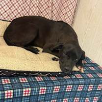 Thumbnail photo of Midnight #1