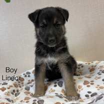 Thumbnail photo of Lindor #3