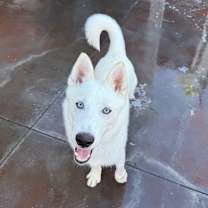 Thumbnail photo of Mork #3