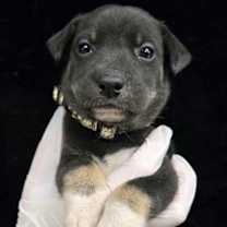 Thumbnail photo of Perseus #2