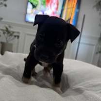 Thumbnail photo of Perseus #4