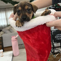 Thumbnail photo of Pisces #1