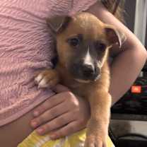 Thumbnail photo of Beef patty #3