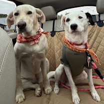 Thumbnail photo of Roxie #4