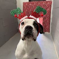 Thumbnail photo of Sugar #1