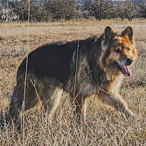 Thumbnail photo of Bjørn #4