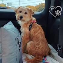 Thumbnail photo of Sharon-Adopted! #2