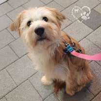 Thumbnail photo of Sharon-Adopted! #4