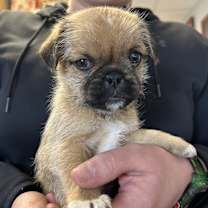 Thumbnail photo of Hank #3