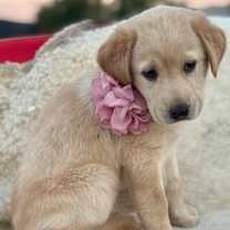 Thumbnail photo of Hedgehog #1