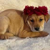 Thumbnail photo of Wren #1