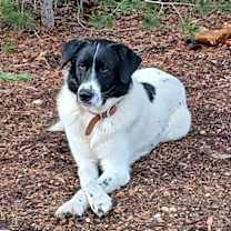 Thumbnail photo of Pepper #4