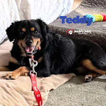 Thumbnail photo of Teddy (Courtesy Post) #1