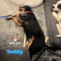 Thumbnail photo of Teddy (Courtesy Post) #4