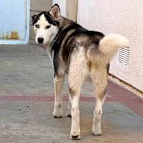 Thumbnail photo of Chichi #3