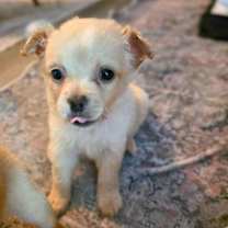 Thumbnail photo of Tinsel #2