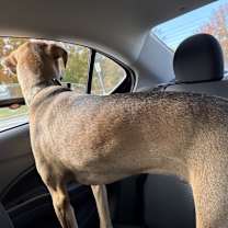 Thumbnail photo of Calvin #2