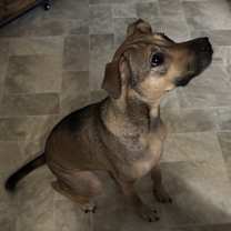 Thumbnail photo of Calvin #3