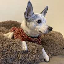 Thumbnail photo of Mia #2