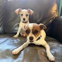 Thumbnail photo of Petey #3