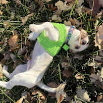 Thumbnail photo of Petey #4