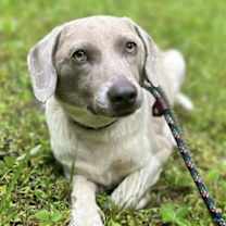 Thumbnail photo of Tinzi #1