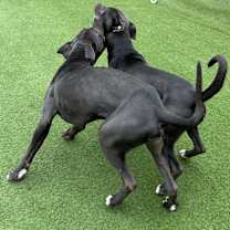 Thumbnail photo of Busterella #2