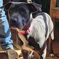 Thumbnail photo of Busterella #4