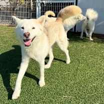 Thumbnail photo of Hayang #4