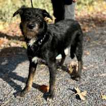 Thumbnail photo of Otis #3