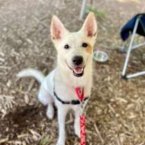 Thumbnail photo of Juno #4