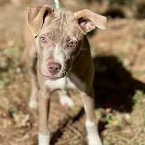 Thumbnail photo of Emmy #3