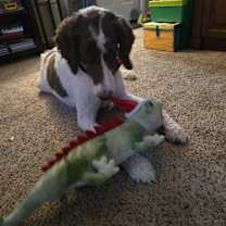 Thumbnail photo of Pluto #3