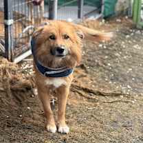 Thumbnail photo of Shini #3