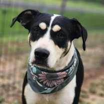 Thumbnail photo of Zelda JuM* #1