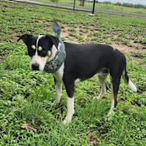 Thumbnail photo of Zelda JuM* #2