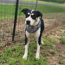 Thumbnail photo of Zelda JuM* #4