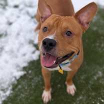 Thumbnail photo of Ranger VIII 8 #1