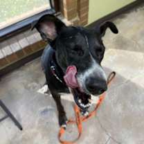 Thumbnail photo of Zilla #2